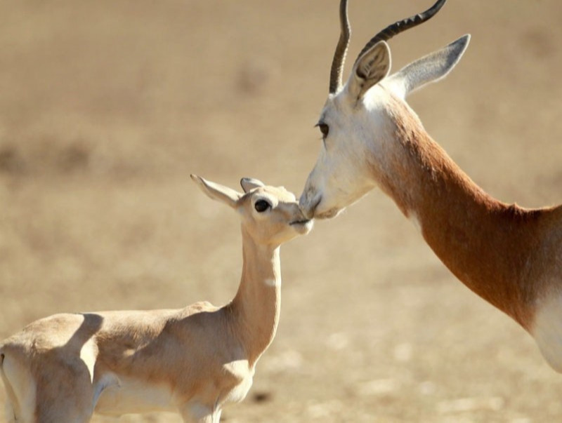99% of gazelles reside in Mongolia